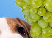 Oui,l’intoxication raisin chez chien existe (partie