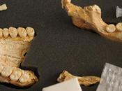 L'homme Néandertal utilisait plantes médicinales