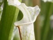 Sarracenia leucophylla avec chapeau blanc!