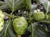 fruit ANTIOXYDANT, noni livre toutes vertus revitalisantes CIRAD