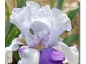 L’iris, reine vivaces.