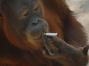 Tori l’orang-outan, fumeuse invétérée, donne naissance