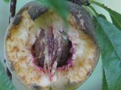 pêche fruit délicieux