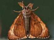 bombix peuvent pulluler certaines années...