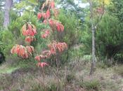 Franklinia alatamaha