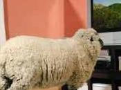 L'homme animal social