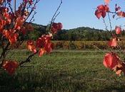 Paysages d'Automne