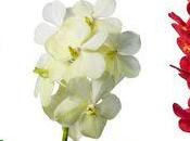 L'Orchidée Vanda plus belle orchidées