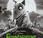 Frankenweenie, retour Burton