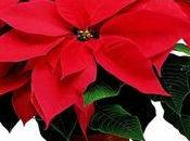 Poinsettias stars ventes pour fêtes