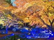Beauté l’Automne dans Jardin Rikugi-en