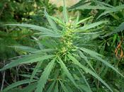 Cannabis tentation d’une légalisation