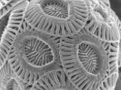 phytoplancton tropical résistera-t-il élévation températures