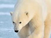 associations s'unissent pour protection ours polaires