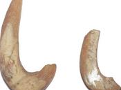 Saint-Martin, village précolombien pointe Canonnier