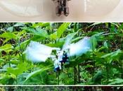 Dragonfly drone espion financé l’US Force