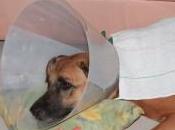 avant Noel sirop groseille pain d'épices