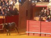 ganaderias pour seville