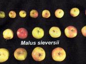 Malus sieversii