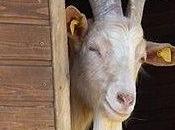 Facebook aussi, devient maître posts