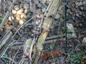 Auricularia auricula-judae