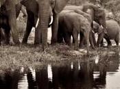Trafic d'ivoire nouveau massacre d'éléphants Kenya