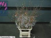 C'est déjà printemps chez votre fleuriste