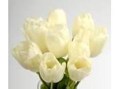 tulipes françaises cultivées Hollande