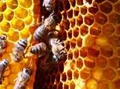 Mortalité abeilles Gaucho Cruiser cause l'EFSA