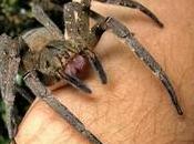 L'araignée banane mieux viagra