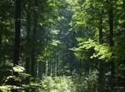 terre après humains