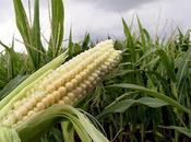 rebondissements dans l’affaire Séralini