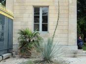 Dasylirion glaucophyllum, classer