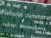 Helleborus atrorubens