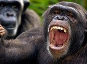 retraite pour chimpanzés science États-Unis
