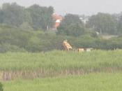 départ pour coupe canne sucre Guadeloupe 2013