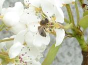 1000 colonies d'abeilles décimées chaque jour France, écrivez votre député