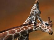 plus violent combat girafes jamais filme