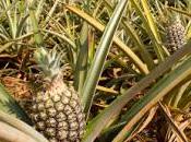 L'ananas, anti-inflammatoire