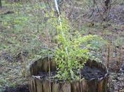 Ligustrum 'Lemon Lime'