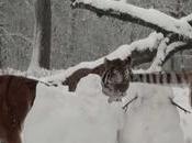 tigres bonhomme neige