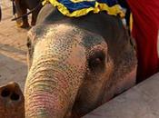 éléphant peint autoportrait (actualisé)