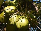 Confiture Coco maison