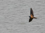 passereaux migrateurs hivernent Afrique...