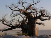 Recette pays: baobab