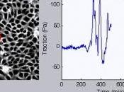CICATRISATION: cellules épithéliales coordonnent pour guérir plaies PNAS