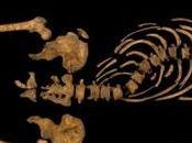 squelette Richard formellement identifié archéologues