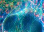 CANCER: mécanisme bloque croissance cellules cancéreuses Journal Cell Science