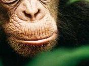 Chimpanzee Alastair Fothergill