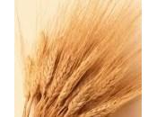 nouvelles stratégies pour éliminer gras